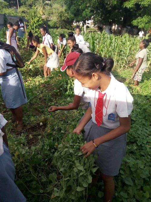 Vegetable garden 2.jpg