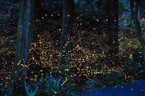 Magical fireflies forest